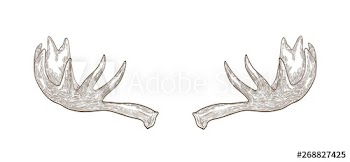 Decorative drawing of elk or moose palmate antlers