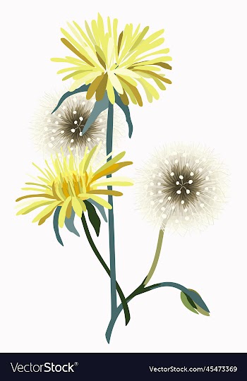 decorative floral of dandelions