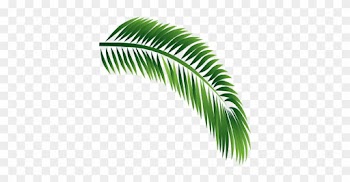 Decorative Leaf - Attalea Speciosa