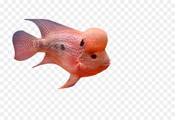 Deep sea fish Deep sea fish - Deep sea rosé fish 