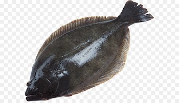 Deep sea fish European plaice Flatfish - Fish PNG 