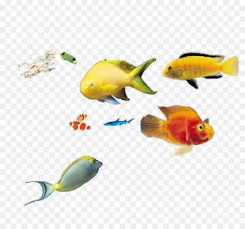 Deep sea fish Marine biology - deep sea fish 