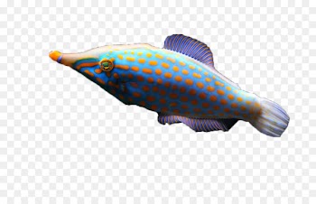 Deep sea fish Marine biology - deep sea fish 