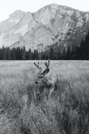 Deer Against Mountain · Free Stock Photo