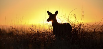 Deer, animal aesthetic during sunset. | Free Photo - rawpixel