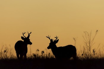 Deer, animal aesthetic during sunset. | Free Photo - rawpixel