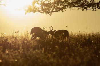 Deer, animal aesthetic during sunset. | Free Photo - rawpixel