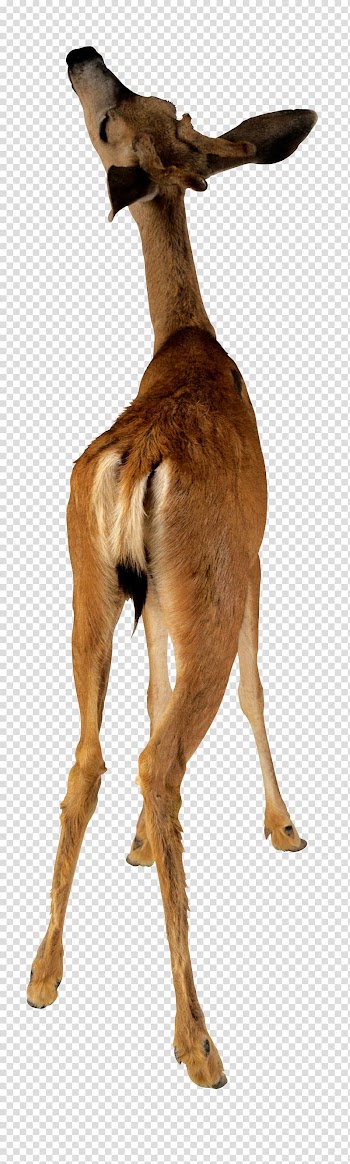 Deer Animal Camel , deer transparent background PNG clipart