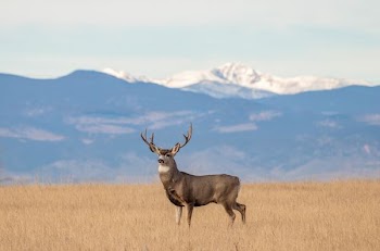deer at the field and mountains at the distance during day
