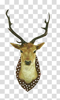 , deer buck bust wall trophy with abstract background transparent background PNG clipart