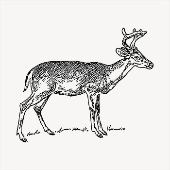 Deer   clipart, vintage | Free Vector - rawpixel