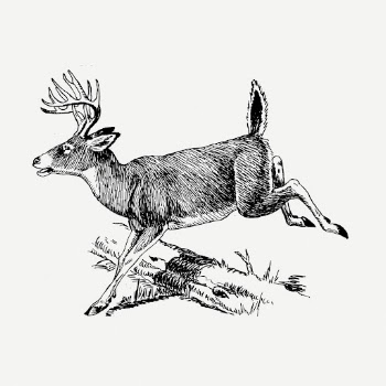 Deer drawing clipart, animal illustration | Free PSD - rawpixel