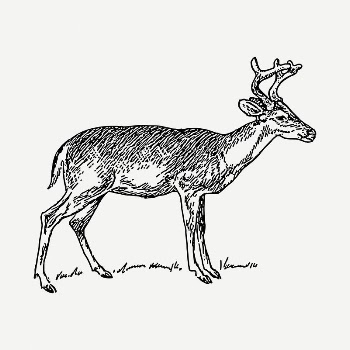 Deer  drawing, vintage illustration | Free PSD - rawpixel