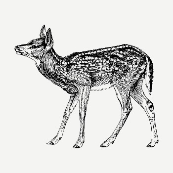 Deer fawn drawing, vintage illustration | Free PSD - rawpixel