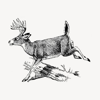 Deer hand drawn clipart, animal | Free Vector Illustration - rawpixel