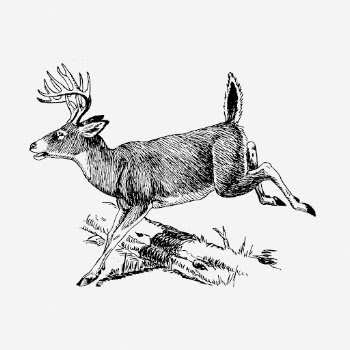 Deer hand drawn illustration. Free | Free Photo - rawpixel