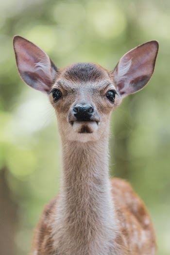 deer in the wood
