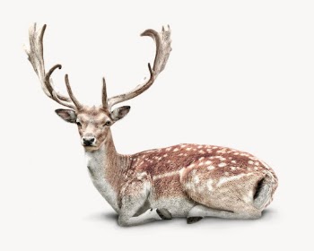 Deer isolated on white, animal | Free Photo - rawpixel