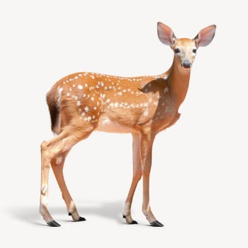 Deer isolated on white, real | Free PSD - rawpixel