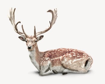 Deer isolated on white, real | Free PSD - rawpixel