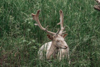 Deer Lying on Grass