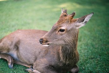 deer lying on lawn during daytime
