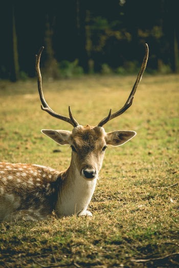Deer Lying on the Ground