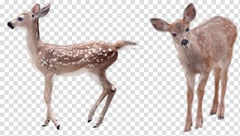 Deer Paper Transparency and translucency Light, deer transparent background PNG clipart
