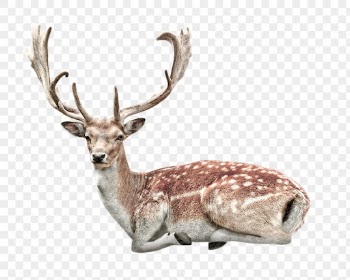 Deer png clipart, wildlife, transparent | Free PNG - rawpixel