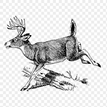 Deer png sticker, animal hand | Free PNG - rawpixel
