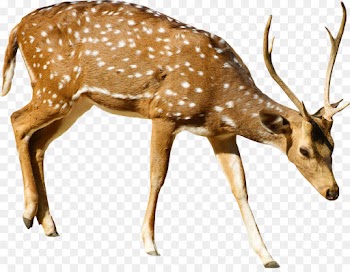 Deer, Roe Deer, Antler, Reindeer PNG