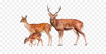 Deer Royalty-free Illustration Image Stock photography - deer 