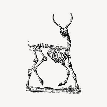 Deer skeleton clipart, vintage illustration | Free Vector Illustration - rawpixel