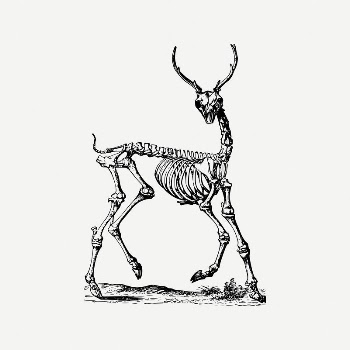 Deer skeleton collage element, black | Free PSD Illustration - rawpixel