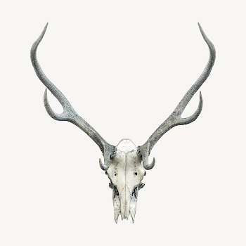 Deer skull collage element, animal | Free PSD - rawpixel