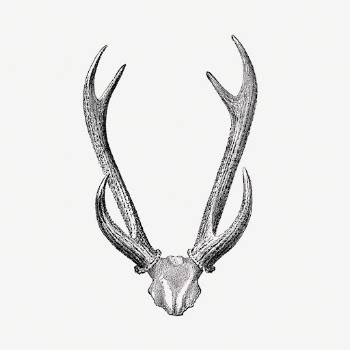 Deer skull drawing, wildlife print, | Free Photo Illustration - rawpixel