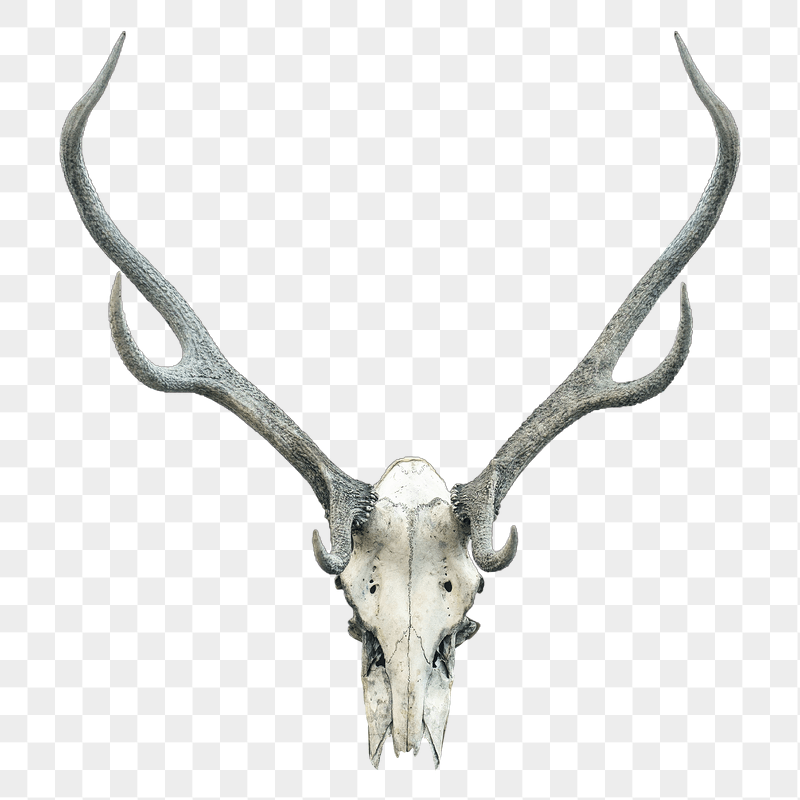 Deer skull png sticker, transparent | Free PNG - rawpixel