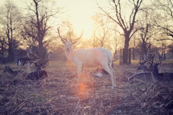 deer standing in middle of group