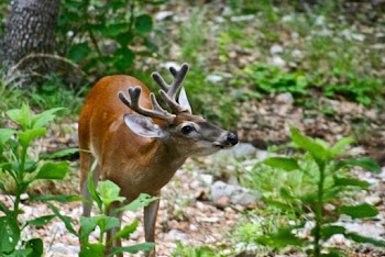 Deer Standing Near Plants