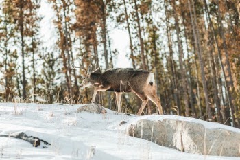 Deer Walking Through Snow