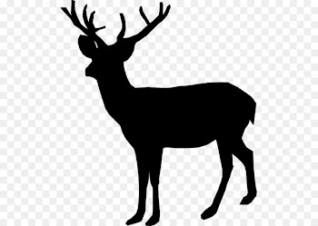 Deer, Whitetailed Deer, Reindeer, Elk PNG