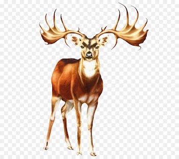 Deer, Whitetailed Deer, Reindeer, Vertebrate, Mammal PNG