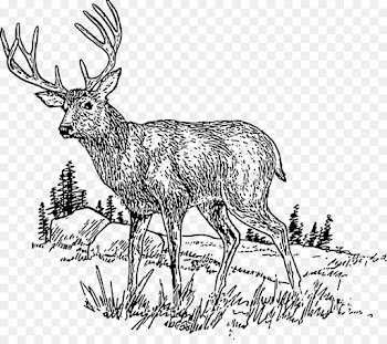 Deer, Whitetailed Deer, Reindeer, Vertebrate, Mammal PNG