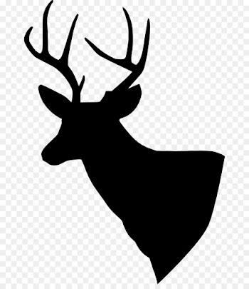 Deer, Whitetailed Deer, Reindeer, White, Elk PNG