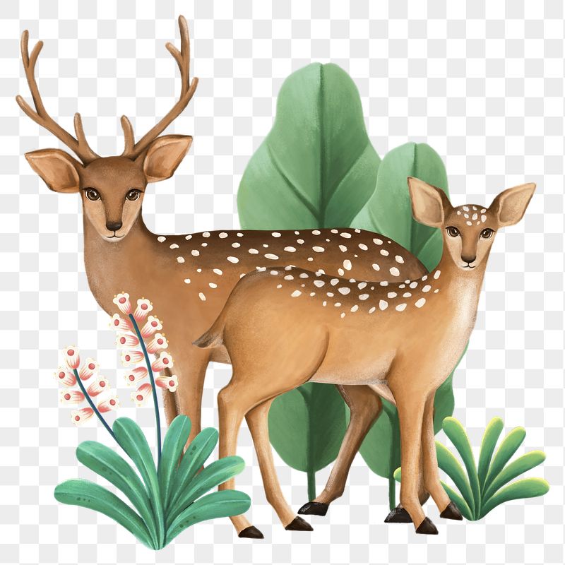 Deer wildlife png sticker, cute | Free PNG Illustration - rawpixel