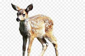 deer wildlife roe deer terrestrial animal musk deer