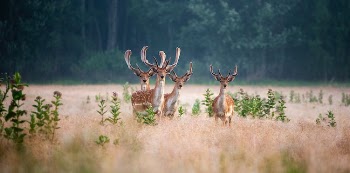 Deers on a Grassy Field