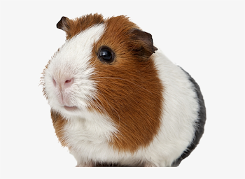 Default - Guinea Pig Transparent Background PNG Image ...