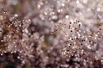 Defocused Image of Christmas Tree