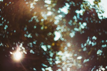 Defocused tree bokeh
